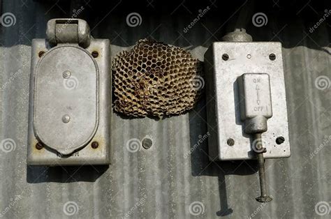 wasp nest in electrical box|electrical box wasp control.